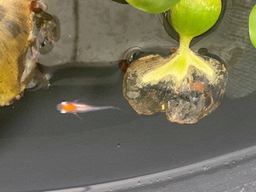 メダカ　格安❗️　たんちょう稚魚10匹セット