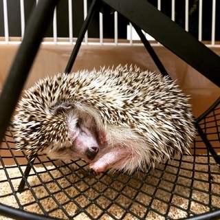 ハリネズミ