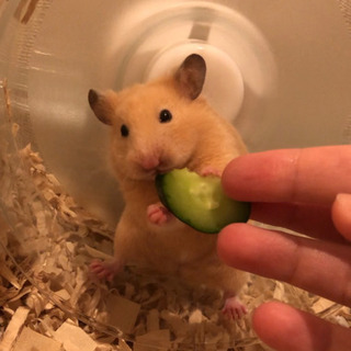 元気なキンクマハムスターの女の子