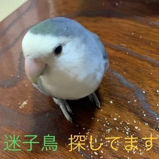 コザクラインコを探しています