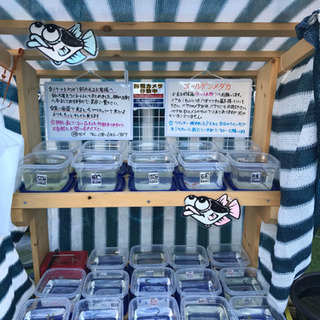 ゴールデンメダカ無人販売所 オーロラ黒ラメ 黄桜ラメ 紅帝ラメ ...