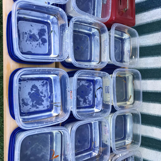 ゴールデンメダカ無人販売所 オーロラ黒ラメ 黄桜ラメ 紅帝ラメ 百式 オロチ 紅帝 琥珀光体型などの画像