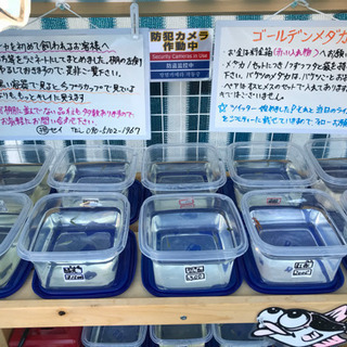 ゴールデンメダカ無人販売所 オーロラ黒ラメ 黄桜ラメ 紅帝ラメ 百式 オロチ 紅帝 琥珀光体型などの画像