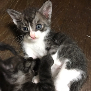 8/1生まれの子猫 - 猫