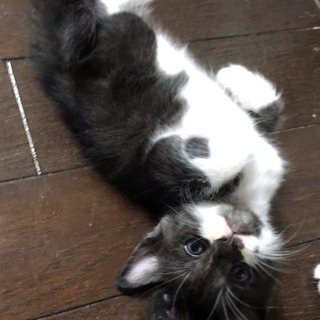 8/1生まれの子猫 - 臼杵市