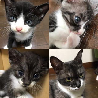 8/1生まれの子猫