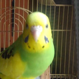 インコを探しています。(見つかりました。)