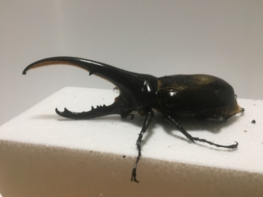ヘラクレス❻