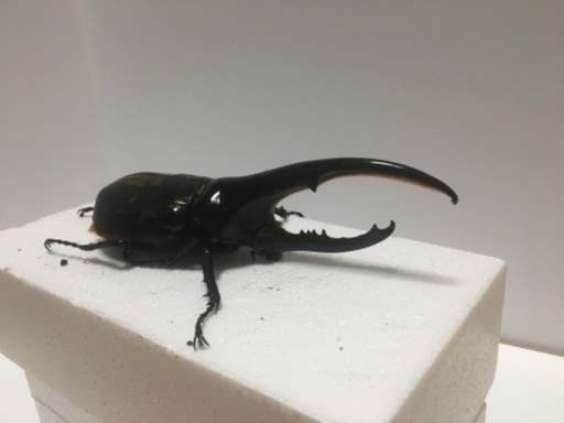 ヘラクレス❻