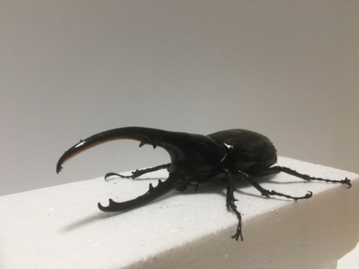 ヘラクレス❼