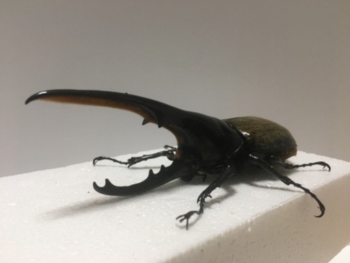 ヘラクレス❽