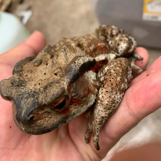 アズマヒキガエルの画像