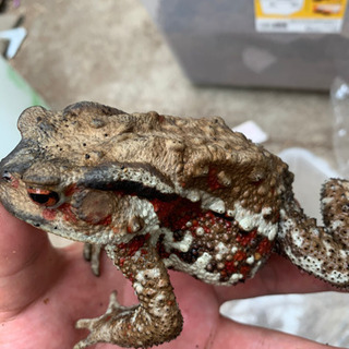 アズマヒキガエル