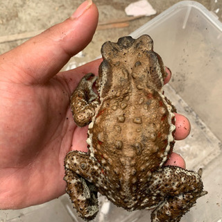 アズマヒキガエルの画像