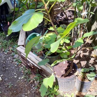 イチジク苗木さしあげますの画像