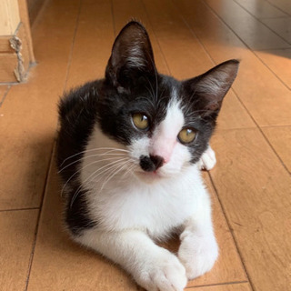 ハチワレちょびくん − 福岡県