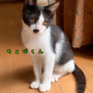 ハチワレちょびくんの画像