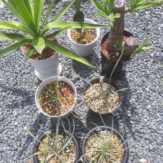 植物・ユッカ各種・サボテン・ディッキア
