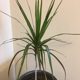 観葉植物　ドラセナ　コンシンネの画像