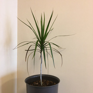 観葉植物　ドラセナ　コンシンネの画像