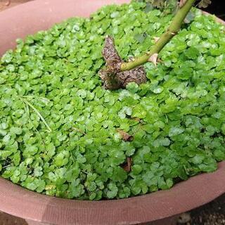 植物の名前教えて下さい。