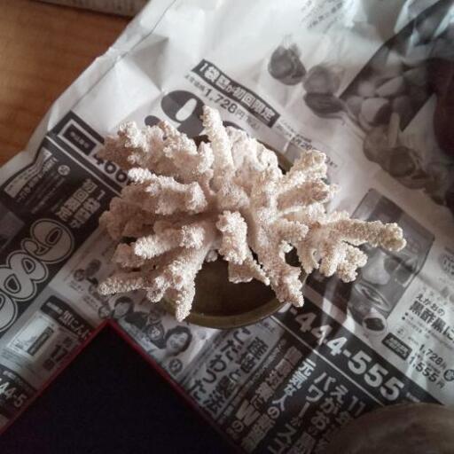 珊瑚礁