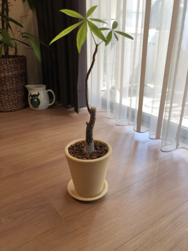 観葉植物パキラ　無印良品