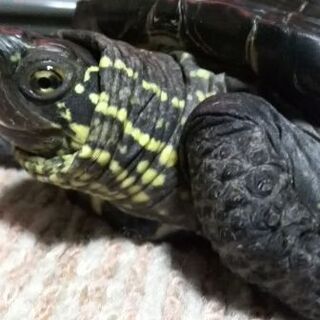 亀がいなくなりました