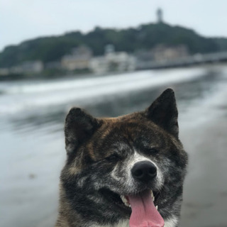 大型犬❗️