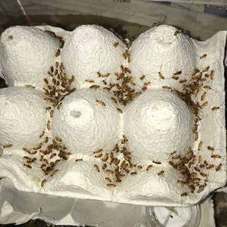 虫餌レッドローチ