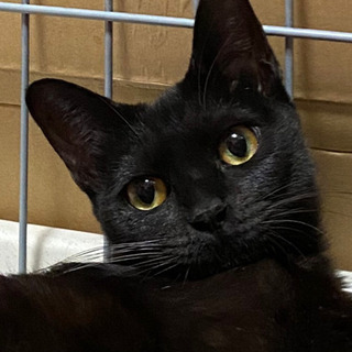 幸せを呼ぶ黒猫の女の子です