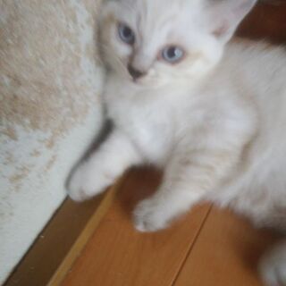 子猫の里親さんが見つかりました