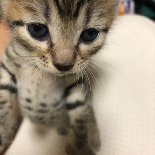 里親募集！子猫３匹！！