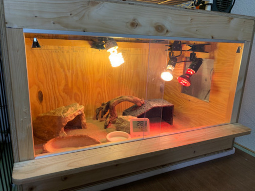 爬虫類ゲージセット