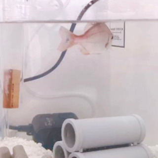 〜5cmくらいの小さい魚の生体を購入したいです
