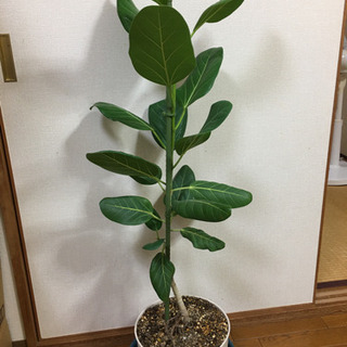 観葉植物　ベンガレンシス