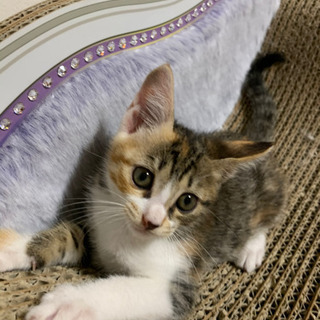 生後約2ヶ月の猫里親募集
