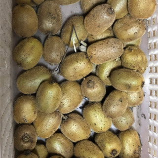 キュウイ狩り　無農薬　ディキャップ、バーベキューもできますの画像