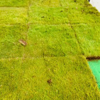 ●●訳あり●●お庭作りに●●ゴルフのパット練習などに！ 1m前後×1枚 高麗芝 芝生 関東圏格安配送！の画像