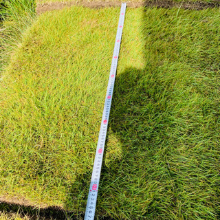 ●●訳あり●●お庭作りに●●ゴルフのパット練習などに！ 1m前後×1枚 高麗芝 芝生 関東圏格安配送！の画像