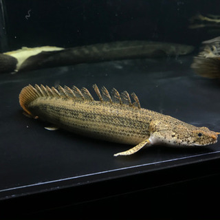 熱帯魚　水槽　買い取ります！！ − 熊本県