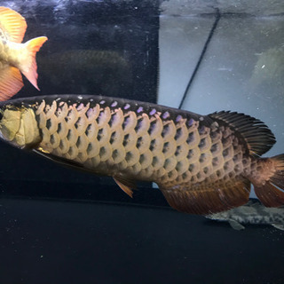 熱帯魚　水槽　買い取ります！！ - 地元のお店