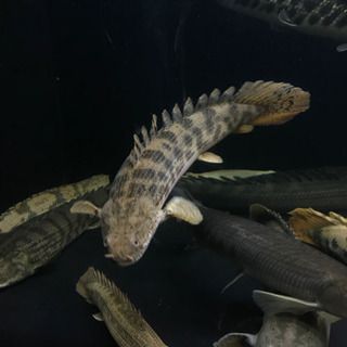 熱帯魚　水槽　買い取ります！！ - リサイクルショップ