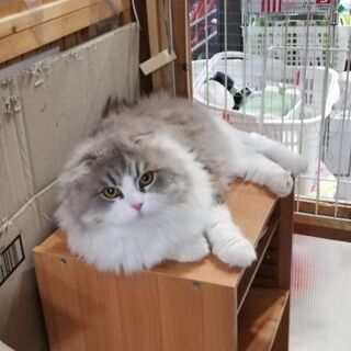 動画★ハンデがあるから愛おしい　ぱー彦　推定３歳