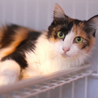 半長毛の綺麗な三毛猫（新規お問い合わせ受け付けを一時停止します。）