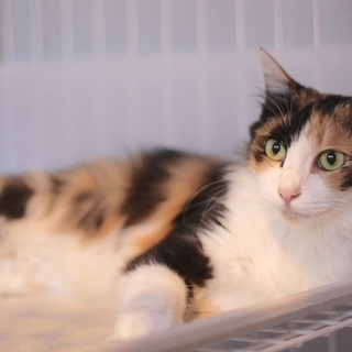 半長毛の綺麗な三毛猫（新規お問い合わせ受け付けを一時停止し