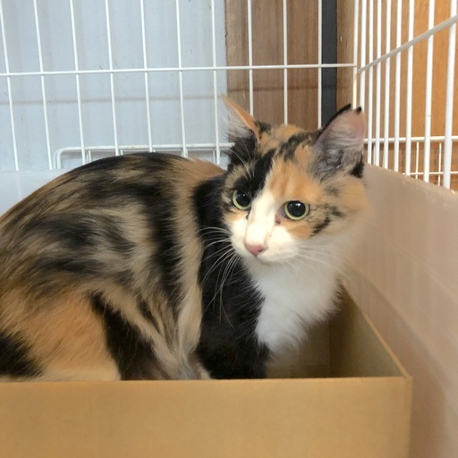 半長毛の綺麗な三毛猫（新規お問い合わせ受け付けを一時停止し
