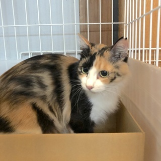半長毛の綺麗な三毛猫（新規お問い合わせ受け付けを一時停止します