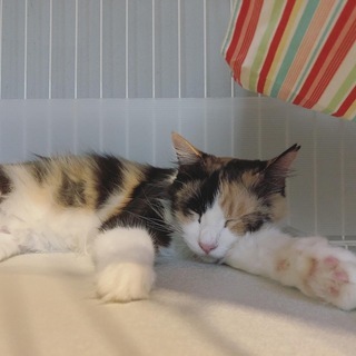 半長毛の綺麗な三毛猫（新規お問い合わせ受け付けを一時停止します