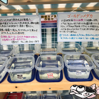 ゴールデンメダカ無人販売所 オーロラ黒ラメ 黄桜ラメ 紅帝ラメ ...